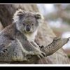 koala14